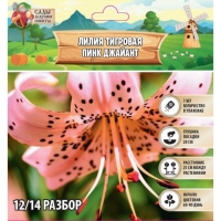 Лилия Тигровая "Пинк Джайант", р-р 12/14, 3 шт, Лилия Тигровая "Пинк Джайант", р-р 12/14, 3 шт,