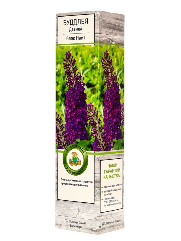 Буддлея Давида &laquo;Блэк Найт&raquo;, саженец, туба, 1 шт.