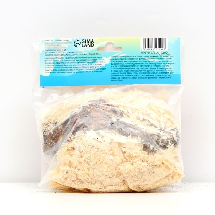 Амариллис Мелкоцветущий "Sleeping Beauty new", р-р 24/26, 1 шт,