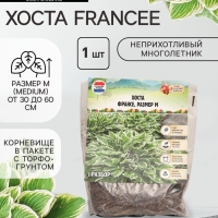 Хоста Francee, корневище в пакете с торфогрунтом, р-р I, размер M,1 шт.
