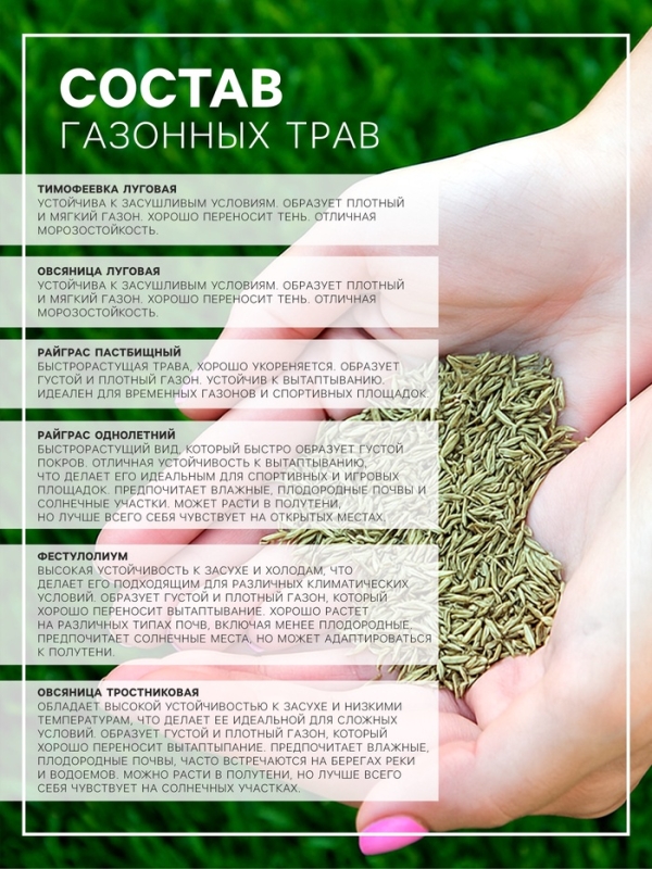 Семена газонной травы Hello grass, Sport Meister Gras, 10 кг