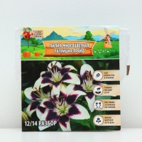 Лилия Многоцветная &laquo;Патриция Прайд&raquo;, луковица в пакете с перфорацией, р-р 12/14, 3 шт.
