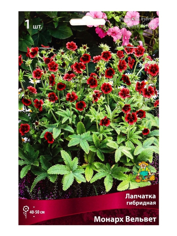 Лапчатка гибридная Монарх Вельвет, р-р I, 1 шт, Весна 2025 Лапчатка гибридная Монарх Вельвет, р-р I, 1 шт, Весна 2025