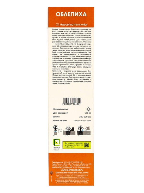 Саженец Облепиха &laquo;Елизавета &raquo;, плодовый, 1 шт., туба