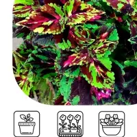 Семена цветов Колеус "Фейерверк" Мозаика F1, О, 10 шт