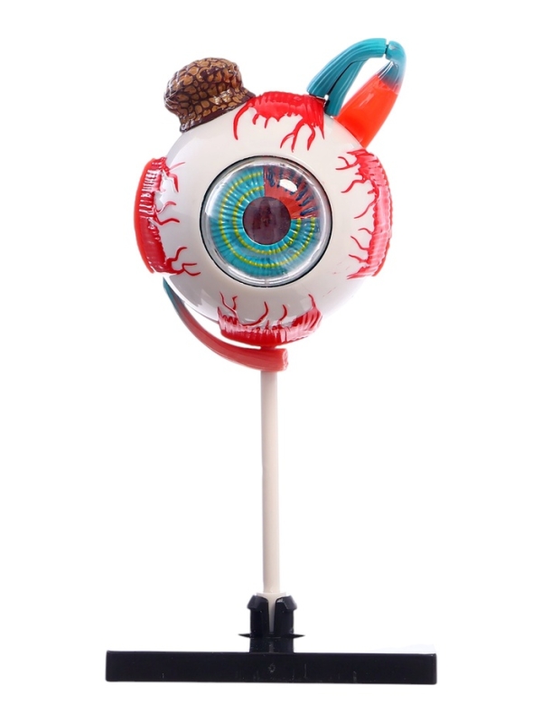 ЭВРИКИ Набор для опытов "Строение глаза", анатомическая модель