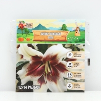 Лилии видовые Zeba, луковица в пакете с перфорацией, р-р 12/14, 2 шт.