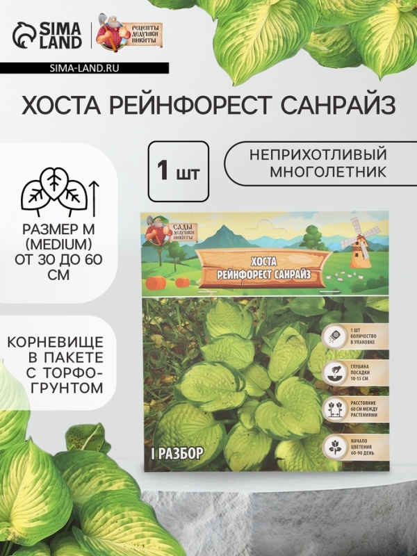 Хоста &laquo;Рейнфорест Санрайз&raquo;, корневище в пакете с торфогрунтом, р-р I, 1 шт.