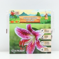 Лилия Восточная &laquo;Старгейзер&raquo;, луковица в пакете с перфорацией, р-р 12/14, 3 шт.