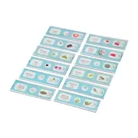 ЭВРИКИ Набор для опытов "Набор микропрепаратов", овощи и зелень