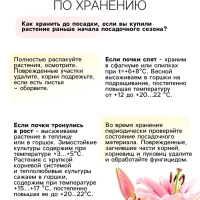 Лилии Трубчатые смотрящие вверх Yellow Planet, луковица в пакете с перфорацией, р-р 12/14, 2 шт.