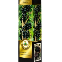 Смородина черная &laquo;Мулатка &raquo;, перспективные сорта, саженец, плодовый, 1 шт., туба