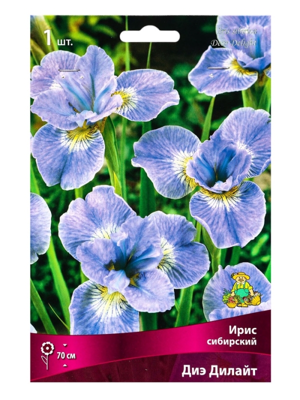 Ирис сибирский Диэ Дилайт, р-р I, 1 шт, Весна 2025