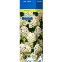 Спирея Вангутта (Серия Северный сад), саженец, туба, 1 шт.