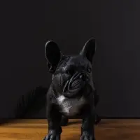 Фигура гипс &laquo;Французский бульдог&raquo;, 14&times;34&times;25 см, чёрный