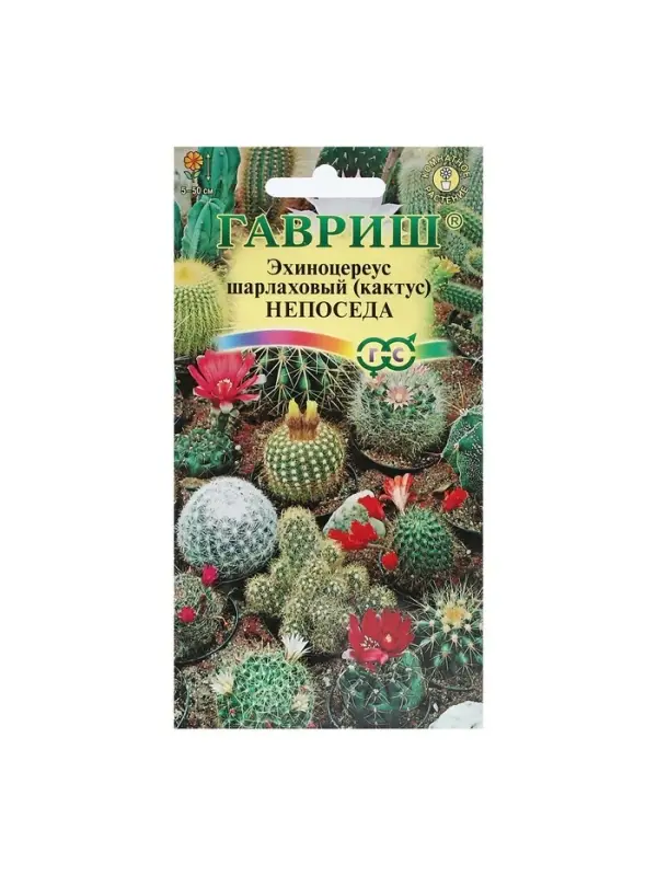 Набор семян комнатных Кактус "Непоседа",  5 шт.