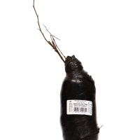 Айва великолепная (Хеномелес) &laquo;Кримсон энд Голд&raquo;, саженец, туба, 1 шт.