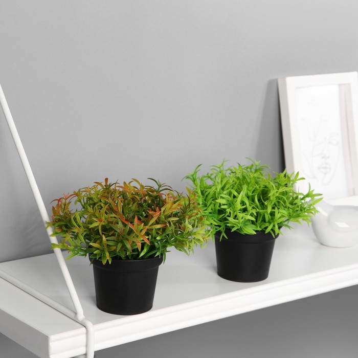 Бонсай в горшке Бонсай в горшке "Травушка" 7х10 см, микс