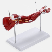 Макет "Рука, мышечное строение" 38см Макет "Рука, мышечное строение" 38см