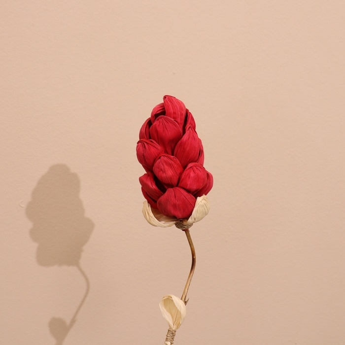 Сухоцвет на бамбуковом стебле 150 см красный Сухоцвет на бамбуковом стебле 150 см красный