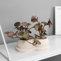 Бонсай в горшке "Пеперомия элит" (мягкий лист) двойной, 12х14 см Бонсай в горшке "Пеперомия элит" (мягкий лист) двойной, 12х14 см