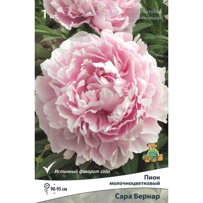 Пионы молочноцветковые и гибриды "Сара Бернар ", 1 шт, р-р 2-3, Весна 2025