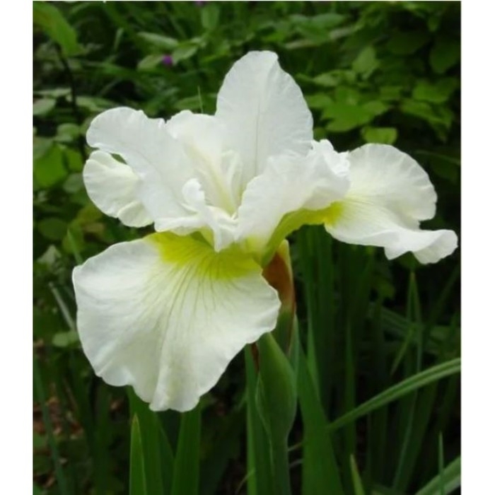 Ирис сибирский Харпсвелл Хэппинесс, горшок С2, 1 шт, Лето 2024 Ирис сибирский Харпсвелл Хэппинесс, горшок С2, 1 шт, Лето 2024