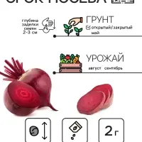 Семена Свёкла "Бордо 237", 2 г