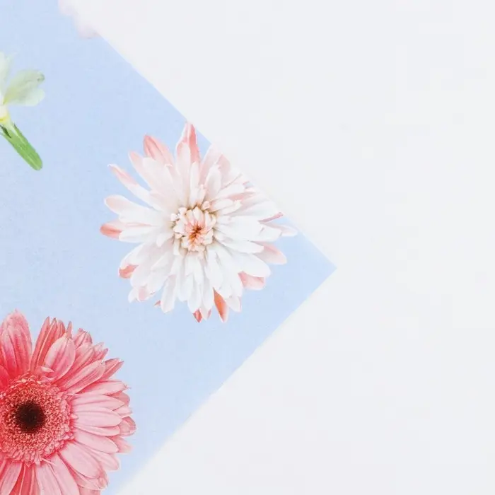 Бумага упаковочная глянцевая &laquo;Ромашки&raquo;, 70 х 100 см