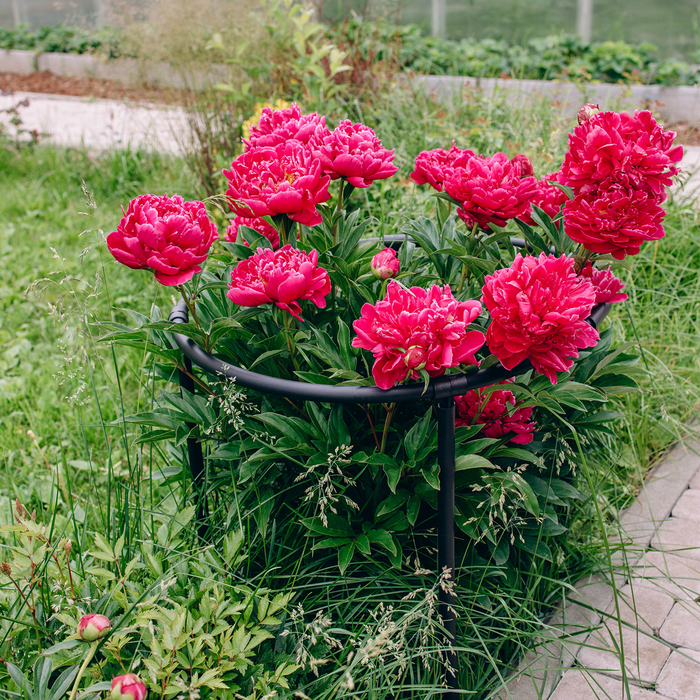 Кустодержатель, d = 64 см, h = 50 см, ножка d = 2 см, пластик, чёрный, «Смородина» Кустодержатель, d = 64 см, h = 50 см, ножка d = 2 см, пластик, чёрный, «Смородина»