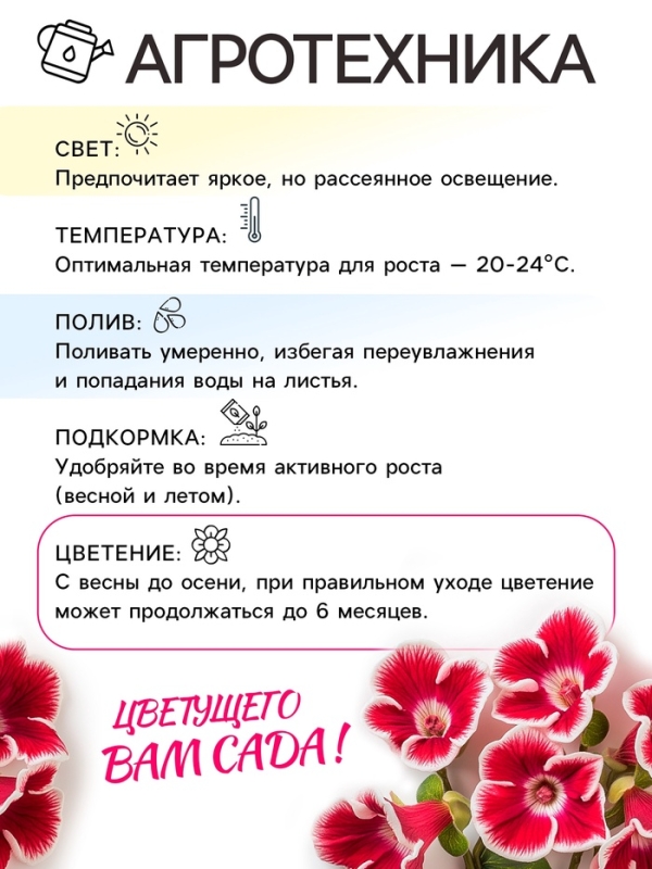 Глоксиния &laquo;Голливуд&raquo;, многолетник, комнатный, луковица в пакете с перфорацией, р-р 5/6, 2 шт.