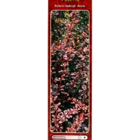 Барбарис Тунберга &laquo;Розетта&raquo; ,саженец, 1 шт., туба