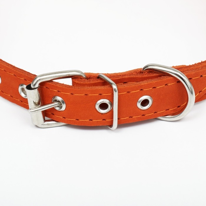 Ошейник кожаный однослойный, тиснёный  &laquo;Красотка&raquo;, 48 х 2 см, ОШ 32-43 см, микс цветов