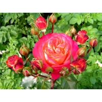 Саженец Розы "Мид Саммер", Горшок С4, Лето 2024 Саженец Розы "Мид Саммер", Горшок С4, Лето 2024