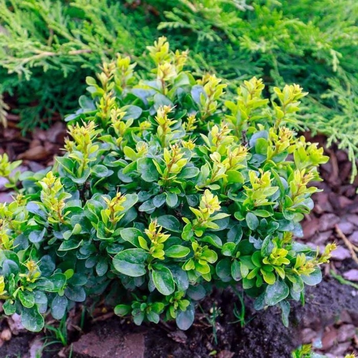 Барбарис Тунберга Коболд, С2 горшок, Н10-50 высота, 1 шт, Осень 2024