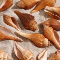 Набор ракушек, 3 - 5 см, 100 г Набор ракушек, 3 - 5 см, 100 г