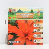 Лилия Махровая Scoubidou, луковица в пакете с перфорацией, р-р 12/14, 2 шт.