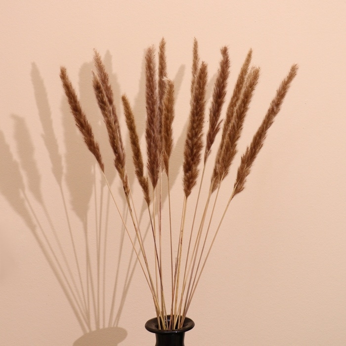 Набор сухоцветов 80 см (10 шт) натуральный Набор сухоцветов 80 см (10 шт) натуральный