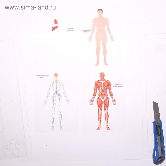 Набор для опытов &laquo;Строение человека&raquo;, 10 обучающих карточек