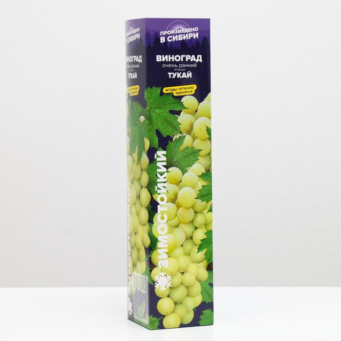 Саженец винограда Тукай,  Весна 2024, 1 шт.