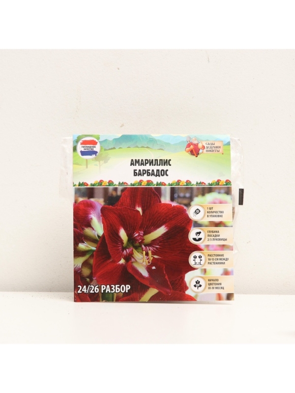 Амариллис Barbados, многолетник, луковица, р-р 24/26, 1 шт.