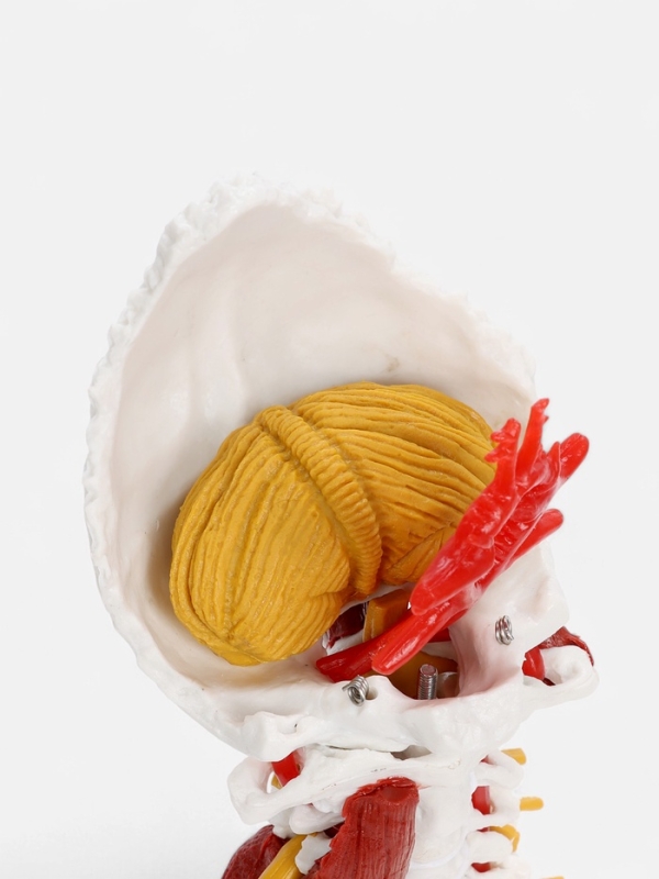 Макет "Позвоночник, шейный отдел" 22см