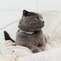 Ошейник для собак и кошек с фастексом &laquo;Неон&raquo; , 30 х 1 см