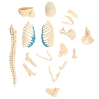 Набор для опытов &laquo;Строение тела&raquo;, беременная женщина