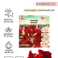 Амариллис Barbados, многолетник, луковица, р-р 24/26, 1 шт. Амариллис Barbados, многолетник, луковица, р-р 24/26, 1 шт.
