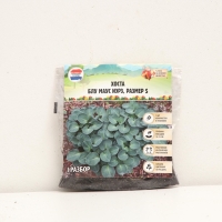 Хоста Blue Mouse Ears, корневище в пакете с торфогрунтом, р-р I, размер S,1 шт.