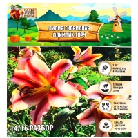 Лилия гибридная &laquo;Олимпик Торч&raquo;, луковица в пакете с перфорацией, р-р 14/16, 2 шт.