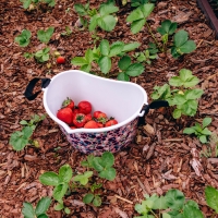 Ёмкость для сбора ягод, 3 л, &laquo;Ягодный&raquo;, белая