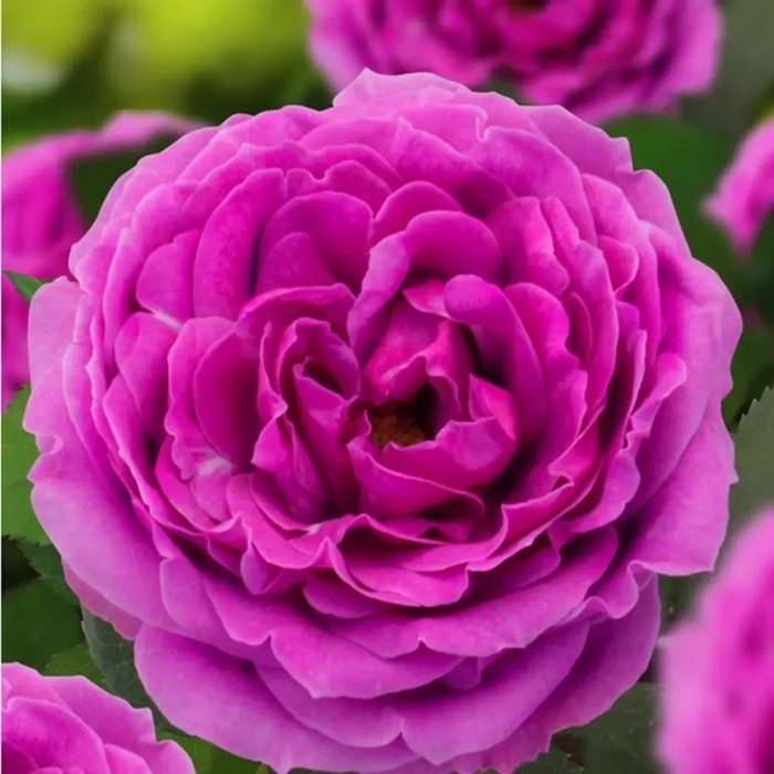 Саженец Розы Саженец Розы "Найт Сити", Горшок С4, Лето 2024