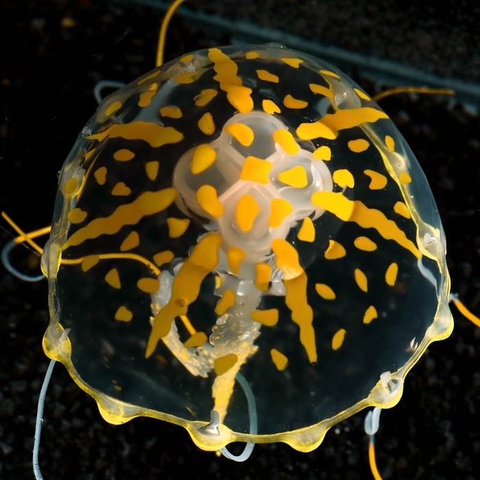 Декор для аквариума Декор для аквариума "Медуза" силиконовая, флуоресцентная, 10 х 10 х 20,5 см, оранжевая